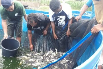 Dukung Lumbung Ikan Nasional, KKP Gelar Pelatihan Budidaya Ikan Sistem Bioflok